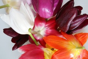 Stockfotografie: vrolijke bonte Hollandse tulpen