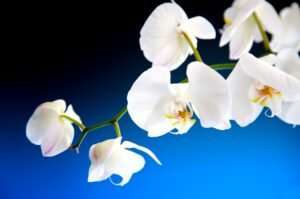 Orchidee tegen een blauw zwarte achtergrond, stockfoto